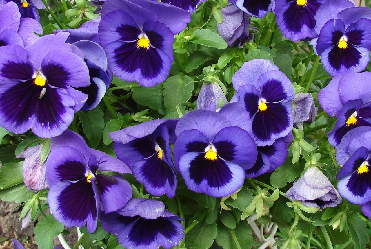Companion Planting and Edible Flowers