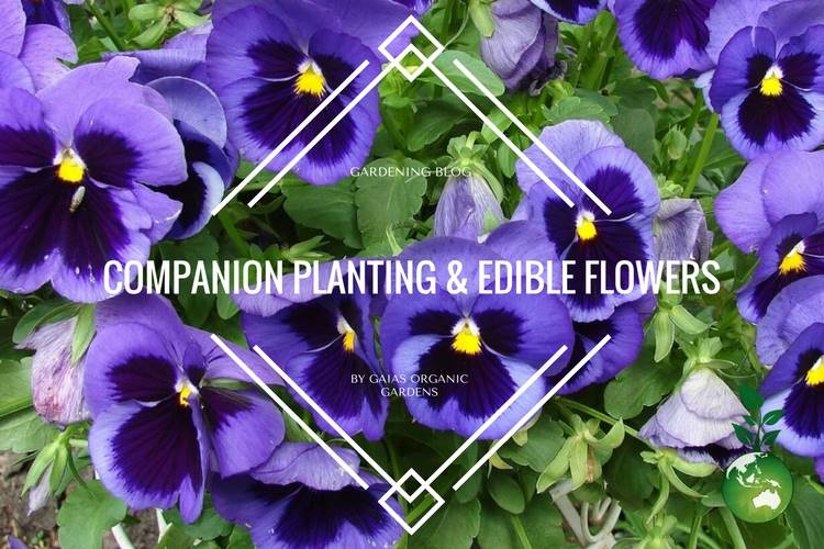 Companion planting and why edible flowers are our favourite plants.