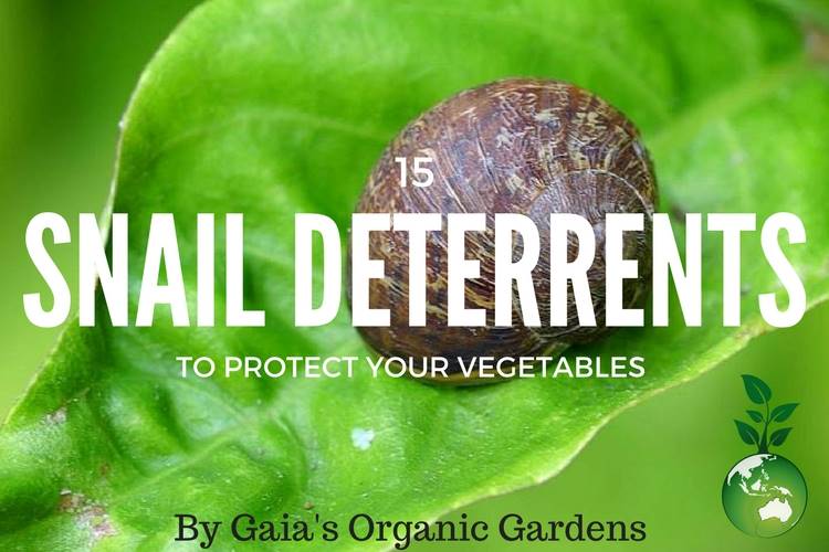 15 Ways You Can Save Your Vegetables from Snail Damage