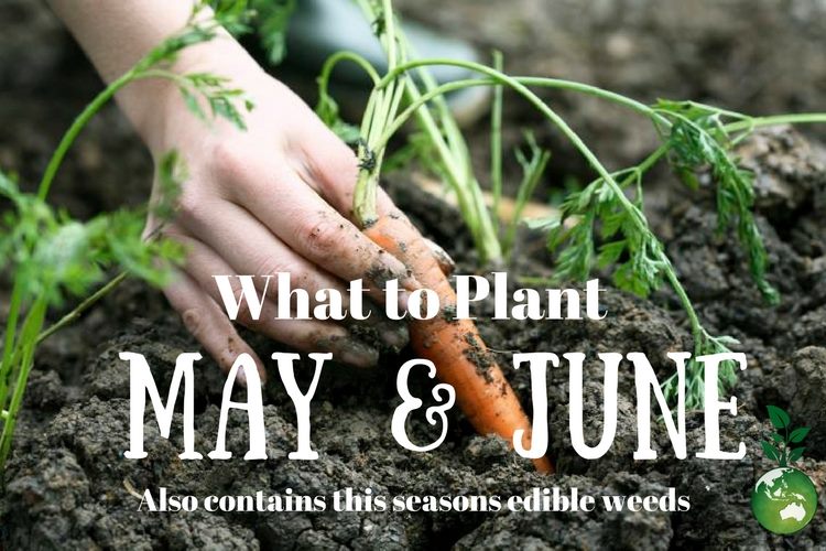 What to Plant May & June