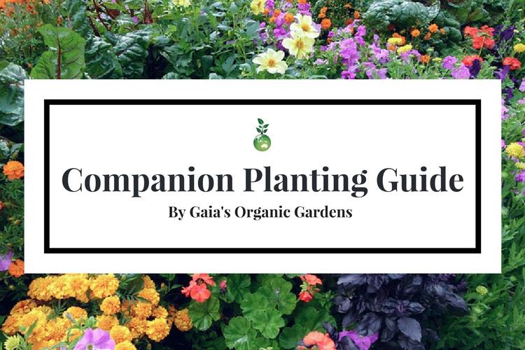 Companion Planting Guide