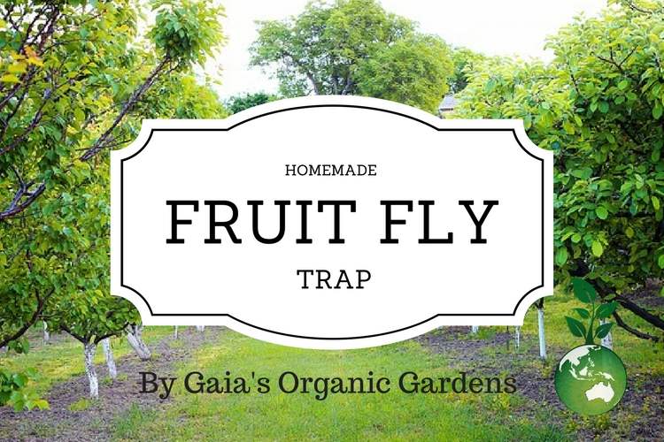 Fruit Fly Trap