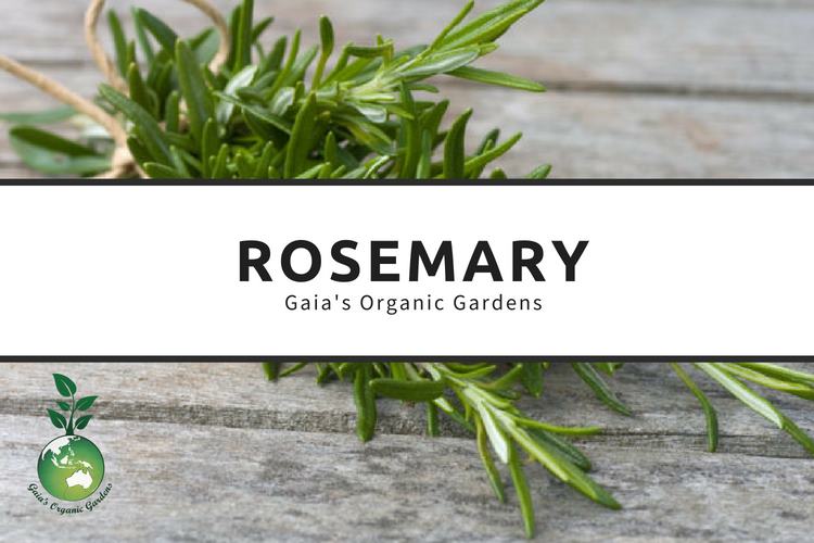 Rosemary
