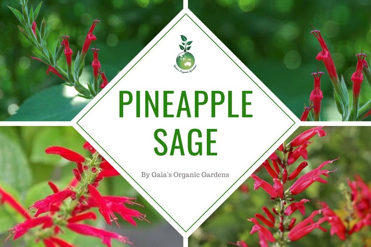 Pineapple Sage