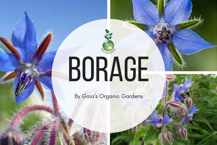 Borage