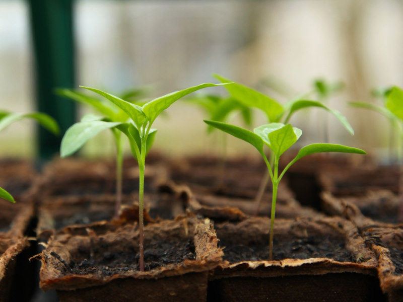 FREE Download : Companion Planting Guide