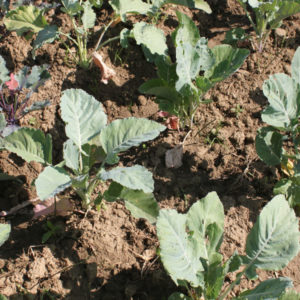 FREE Download : Crop Rotation Guide