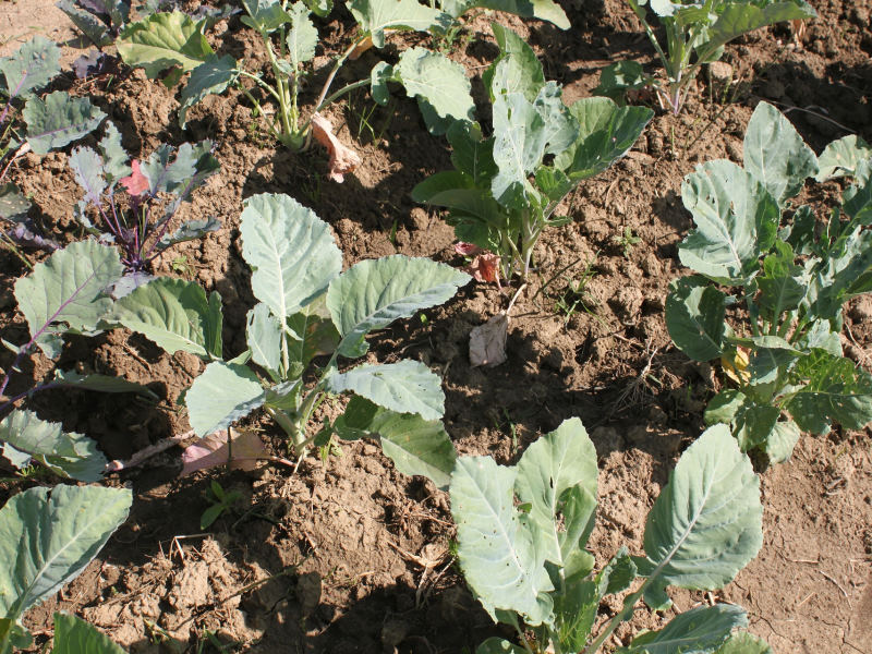 FREE Download : Crop Rotation Guide