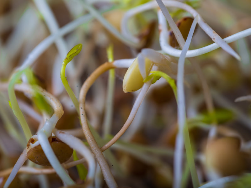 FREE Download : Sprout Growing Guide