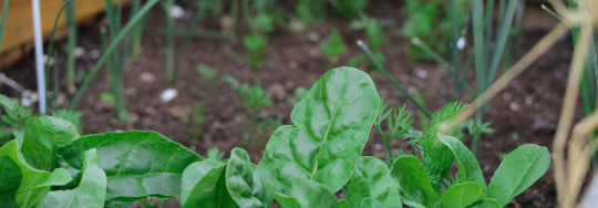 Gardening Guides And Resources