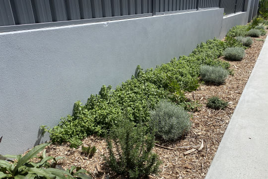 Edible Native Gardens