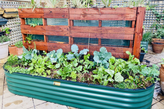 Wicking Beds