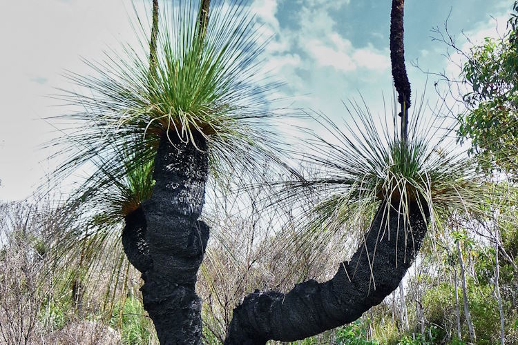 Grass Tree Aftercare Guide