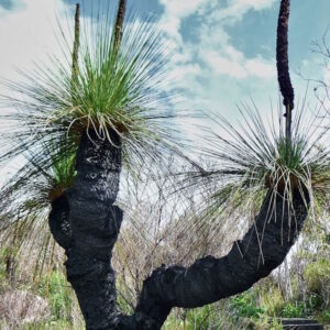 FREE Download : Grasstree Aftercare